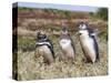 Magellanic Penguin at burrow with half grown chicks. Falkland Islands-Martin Zwick-Stretched Canvas