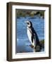 Magellanic Penguin at rocky shore, Falkland Islands-Martin Zwick-Framed Photographic Print