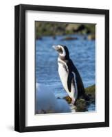 Magellanic Penguin at rocky shore, Falkland Islands-Martin Zwick-Framed Photographic Print