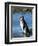 Magellanic Penguin at rocky shore, Falkland Islands-Martin Zwick-Framed Photographic Print