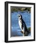 Magellanic Penguin at rocky shore, Falkland Islands-Martin Zwick-Framed Photographic Print