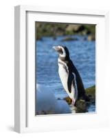 Magellanic Penguin at rocky shore, Falkland Islands-Martin Zwick-Framed Photographic Print