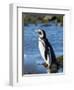 Magellanic Penguin at rocky shore, Falkland Islands-Martin Zwick-Framed Photographic Print