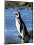 Magellanic Penguin at rocky shore, Falkland Islands-Martin Zwick-Mounted Photographic Print