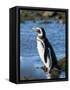 Magellanic Penguin at rocky shore, Falkland Islands-Martin Zwick-Framed Stretched Canvas