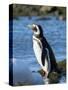 Magellanic Penguin at rocky shore, Falkland Islands-Martin Zwick-Stretched Canvas