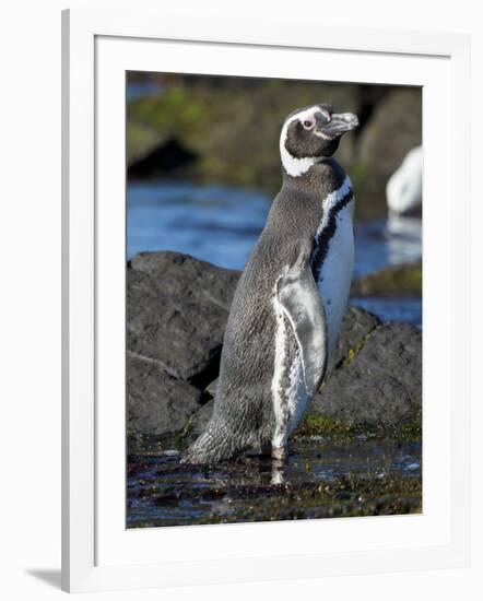 Magellanic Penguin at rocky shore, Falkland Islands-Martin Zwick-Framed Photographic Print