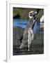 Magellanic Penguin at rocky shore, Falkland Islands-Martin Zwick-Framed Photographic Print