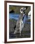 Magellanic Penguin at rocky shore, Falkland Islands-Martin Zwick-Framed Photographic Print