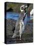 Magellanic Penguin at rocky shore, Falkland Islands-Martin Zwick-Stretched Canvas