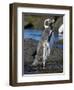 Magellanic Penguin at rocky shore, Falkland Islands-Martin Zwick-Framed Photographic Print