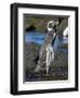 Magellanic Penguin at rocky shore, Falkland Islands-Martin Zwick-Framed Photographic Print