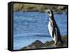 Magellanic Penguin at rocky shore, Falkland Islands-Martin Zwick-Framed Stretched Canvas