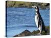 Magellanic Penguin at rocky shore, Falkland Islands-Martin Zwick-Stretched Canvas