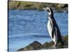 Magellanic Penguin at rocky shore, Falkland Islands-Martin Zwick-Stretched Canvas