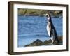 Magellanic Penguin at rocky shore, Falkland Islands-Martin Zwick-Framed Premium Photographic Print