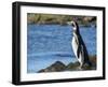 Magellanic Penguin at rocky shore, Falkland Islands-Martin Zwick-Framed Premium Photographic Print