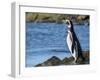 Magellanic Penguin at rocky shore, Falkland Islands-Martin Zwick-Framed Premium Photographic Print