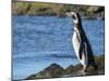 Magellanic Penguin at rocky shore, Falkland Islands-Martin Zwick-Mounted Premium Photographic Print