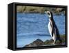 Magellanic Penguin at rocky shore, Falkland Islands-Martin Zwick-Framed Stretched Canvas