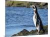 Magellanic Penguin at rocky shore, Falkland Islands-Martin Zwick-Mounted Photographic Print