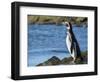 Magellanic Penguin at rocky shore, Falkland Islands-Martin Zwick-Framed Photographic Print