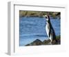 Magellanic Penguin at rocky shore, Falkland Islands-Martin Zwick-Framed Photographic Print