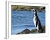 Magellanic Penguin at rocky shore, Falkland Islands-Martin Zwick-Framed Photographic Print