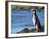 Magellanic Penguin at rocky shore, Falkland Islands-Martin Zwick-Framed Photographic Print