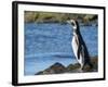 Magellanic Penguin at rocky shore, Falkland Islands-Martin Zwick-Framed Photographic Print