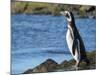 Magellanic Penguin at rocky shore, Falkland Islands-Martin Zwick-Mounted Photographic Print