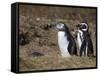 Magellanic Penguin Colony, Seno Otway, Patagonia, Chile, South America-Sergio Pitamitz-Framed Stretched Canvas