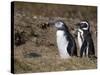 Magellanic Penguin Colony, Seno Otway, Patagonia, Chile, South America-Sergio Pitamitz-Stretched Canvas