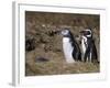 Magellanic Penguin Colony, Seno Otway, Patagonia, Chile, South America-Sergio Pitamitz-Framed Photographic Print