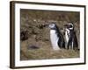 Magellanic Penguin Colony, Seno Otway, Patagonia, Chile, South America-Sergio Pitamitz-Framed Photographic Print