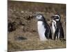 Magellanic Penguin Colony, Seno Otway, Patagonia, Chile, South America-Sergio Pitamitz-Mounted Photographic Print