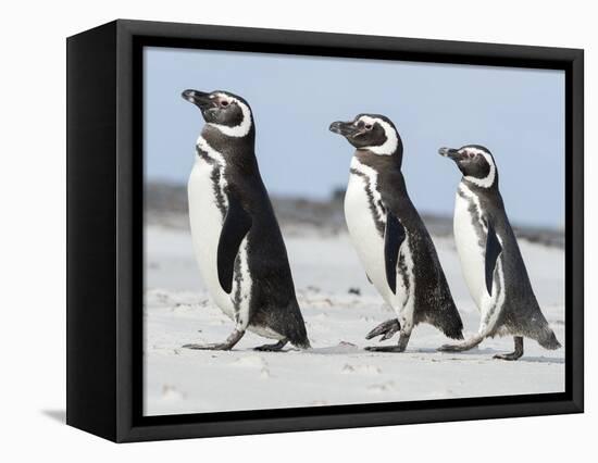 Magellanic Penguin, Falkland Islands.-Martin Zwick-Framed Stretched Canvas