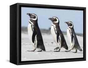 Magellanic Penguin, Falkland Islands.-Martin Zwick-Framed Stretched Canvas