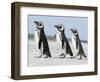 Magellanic Penguin, Falkland Islands.-Martin Zwick-Framed Photographic Print