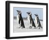 Magellanic Penguin, Falkland Islands.-Martin Zwick-Framed Photographic Print