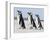 Magellanic Penguin, Falkland Islands.-Martin Zwick-Framed Photographic Print