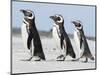Magellanic Penguin, Falkland Islands.-Martin Zwick-Mounted Photographic Print