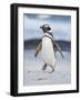 Magellanic Penguin, Falkland Islands.-Martin Zwick-Framed Photographic Print