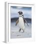 Magellanic Penguin, Falkland Islands.-Martin Zwick-Framed Photographic Print