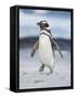 Magellanic Penguin, Falkland Islands.-Martin Zwick-Framed Stretched Canvas