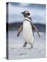 Magellanic Penguin, Falkland Islands.-Martin Zwick-Stretched Canvas