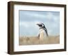 Magellanic Penguin, Falkland Islands.-Martin Zwick-Framed Photographic Print