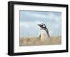 Magellanic Penguin, Falkland Islands.-Martin Zwick-Framed Photographic Print