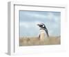 Magellanic Penguin, Falkland Islands.-Martin Zwick-Framed Photographic Print