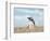 Magellanic Penguin, Falkland Islands.-Martin Zwick-Framed Photographic Print